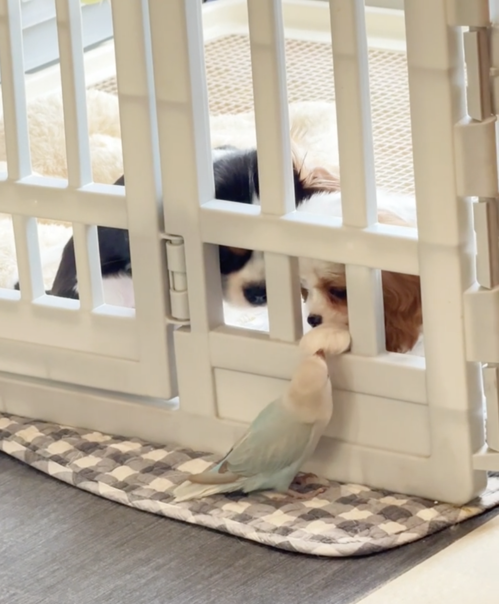 汪：又被襲擊了