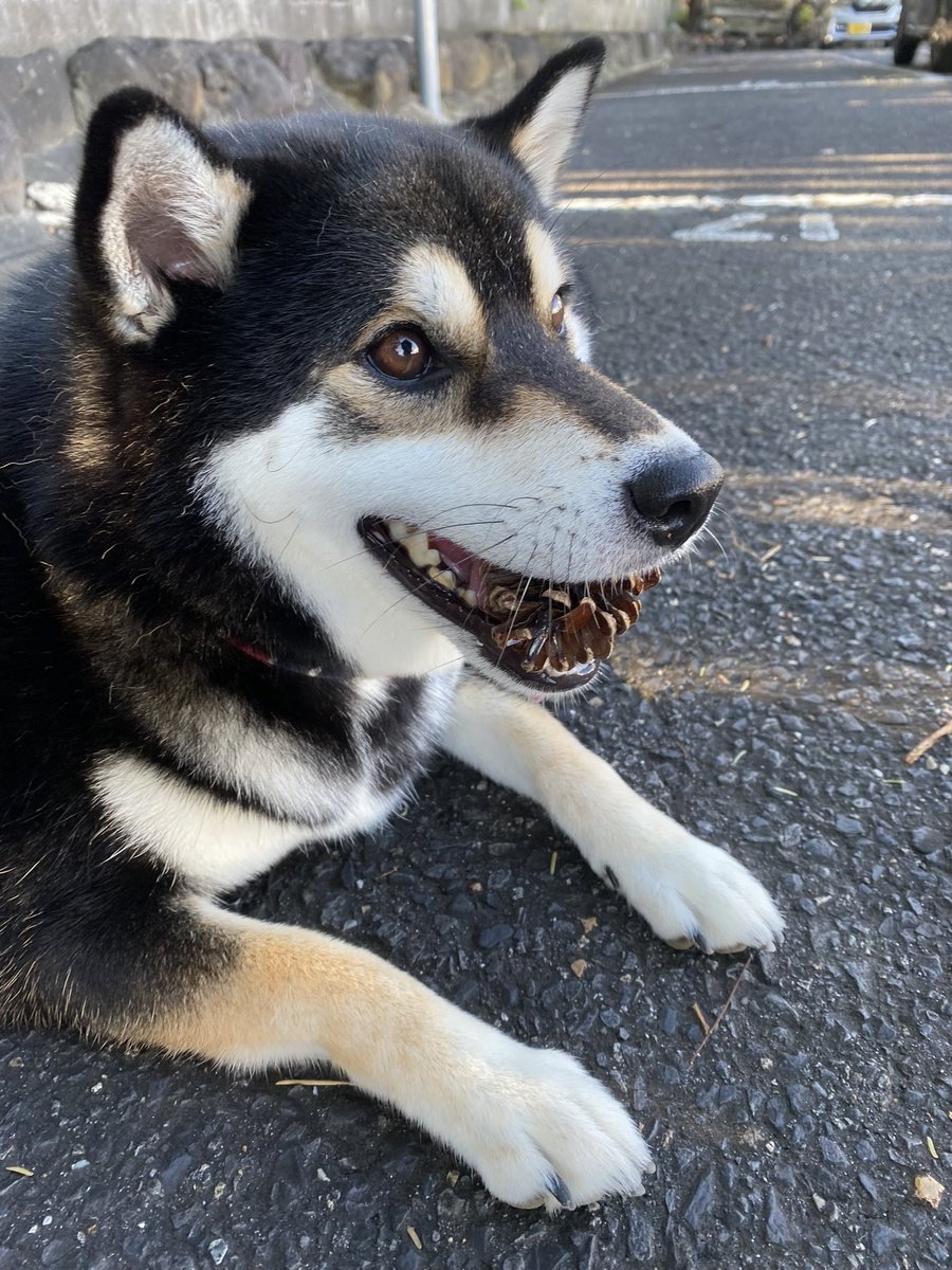 奴才：你嘴巴裡含著什麼東西？