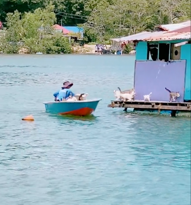 有些貓咪沒有勇氣跳回去了。