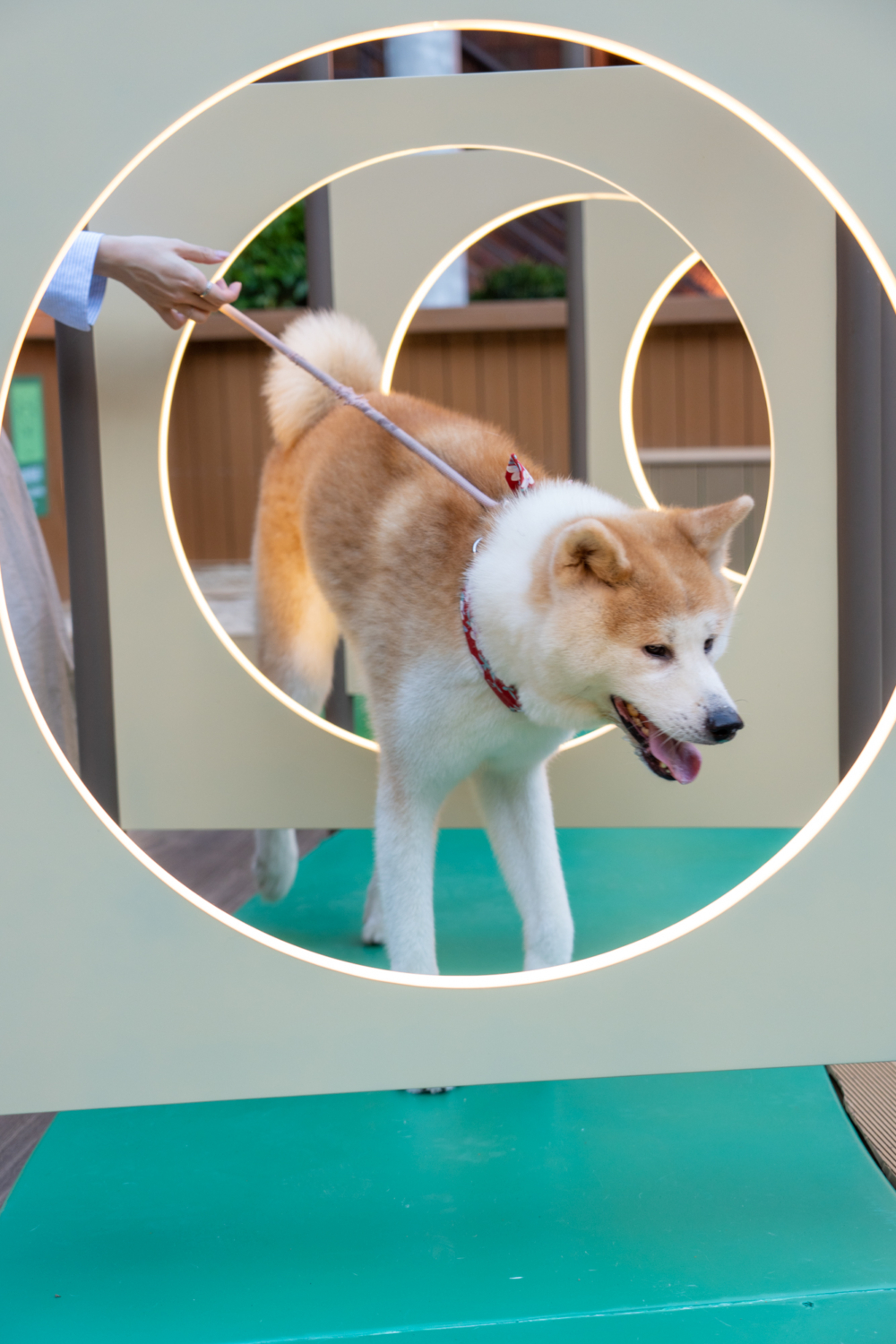 設有寵物遊玩設施。