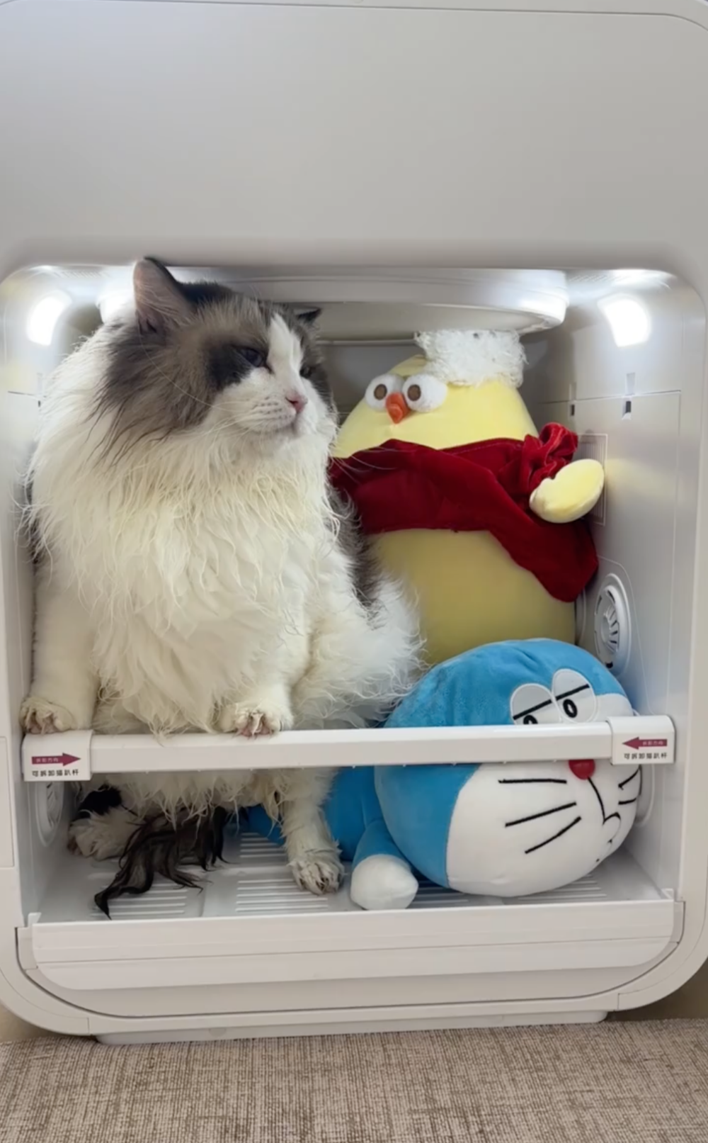 奴才：今天是突發狀況啦