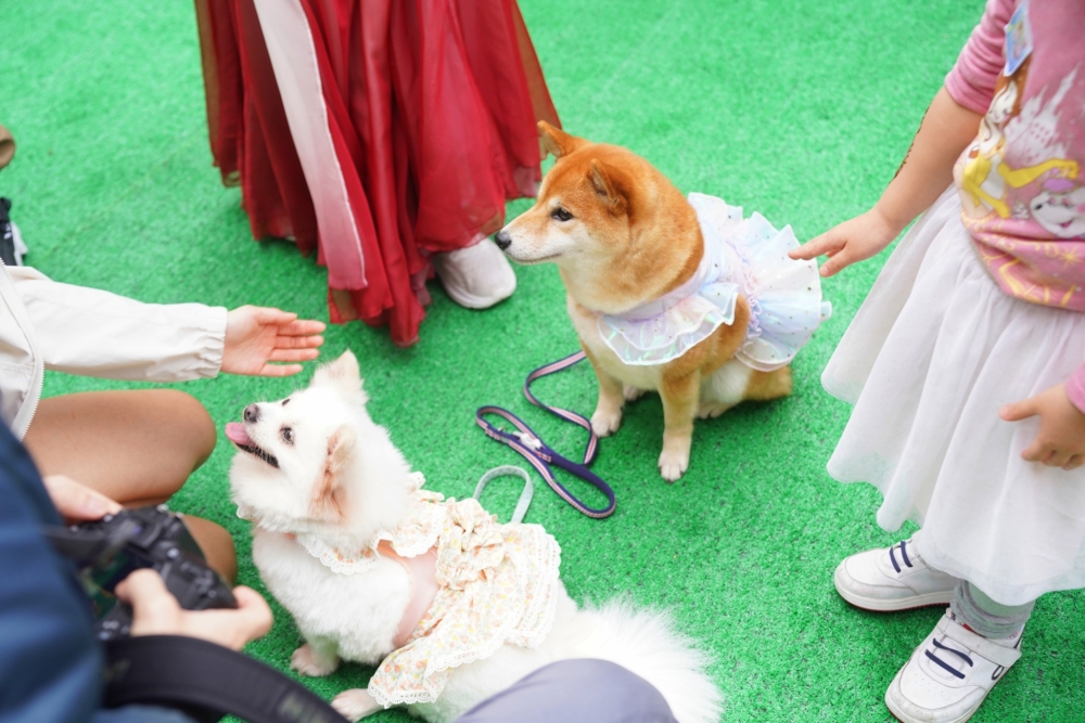 天台花園設有「寵物共享」休憩空間。