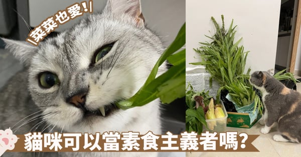 【貓咪飲食】貓咪究竟能吃素嗎？瞭解貓咪的肉食需求與對素食的挑戰！