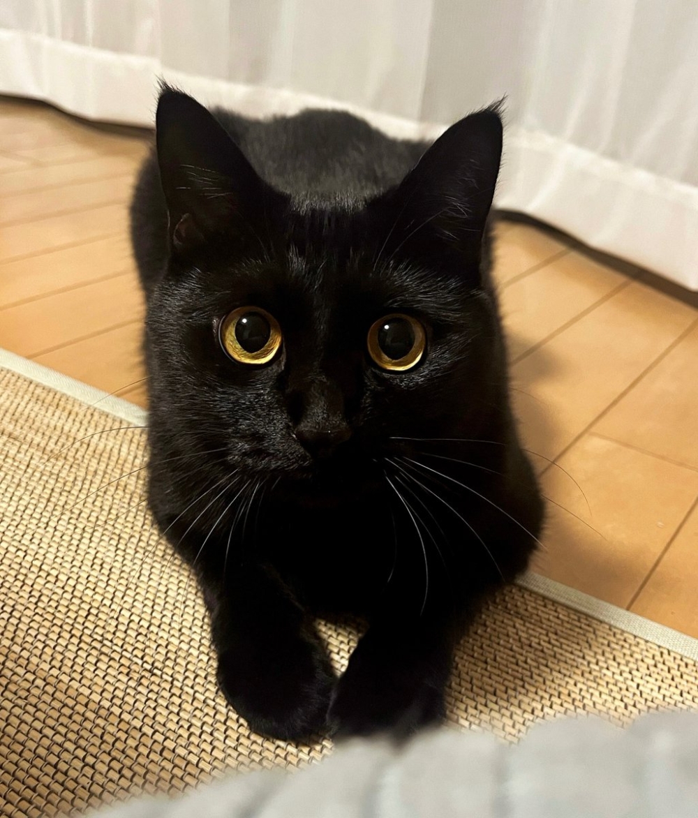 奴才:我確實學不來喔