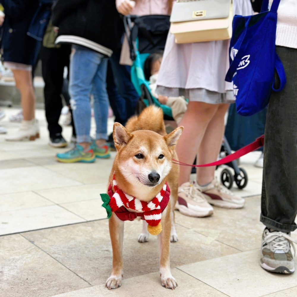 狗狗可落地行。