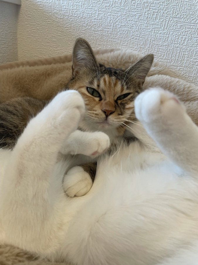 奴才：咦？你還真的多出一隻手手啊！