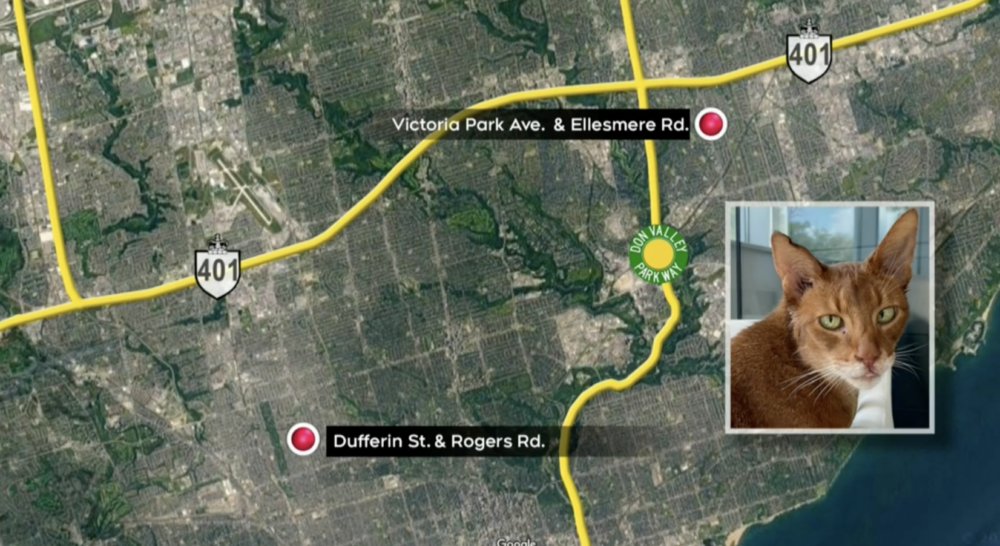 Jinx在13年間跨越了20公里！