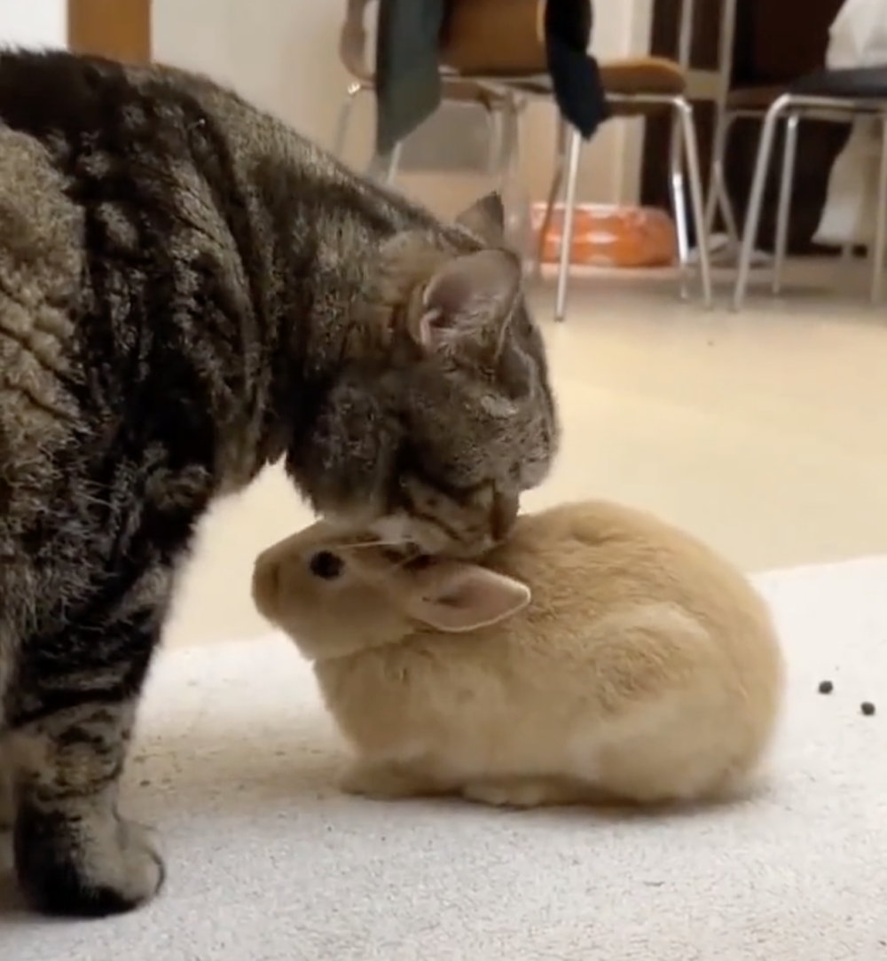 兔：今天吃錯藥了？