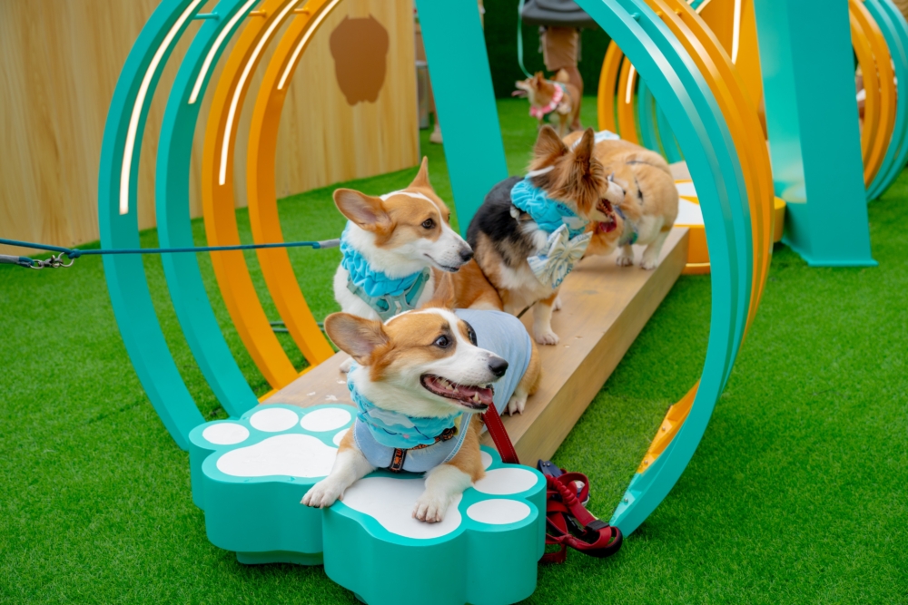 獨木橋隧道和跳・跳台跑道，全方位健身放電。