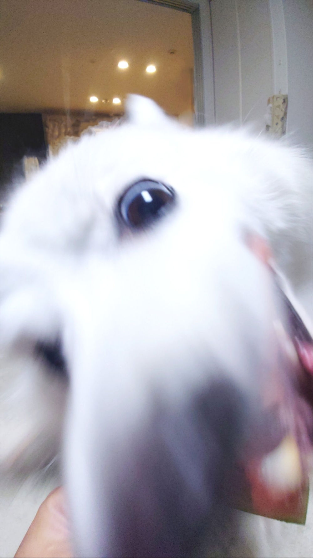 奴才：真的是很貪吃欸