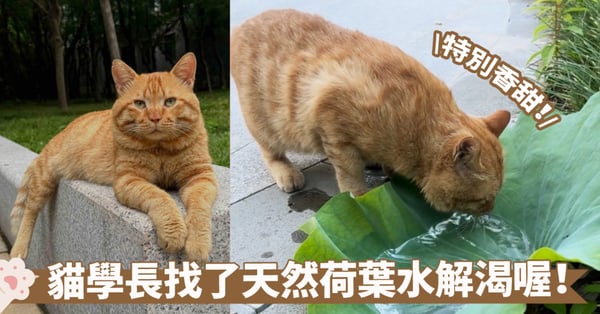 校園喵學長的天然大水盆～次拋盒子被收走了沒關係！荷葉盛水貓咪依舊喝得津津有味