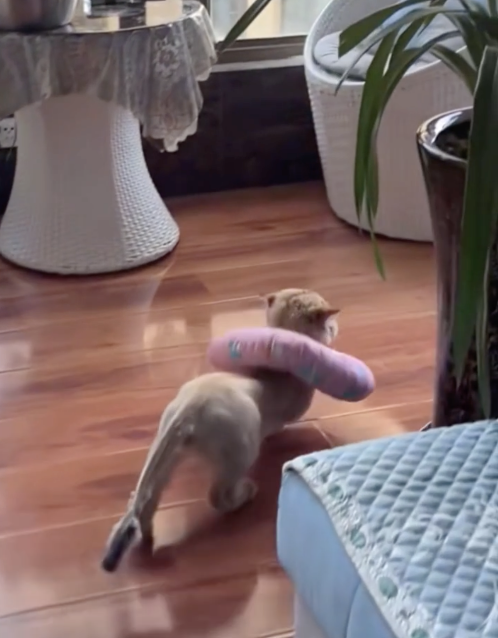 奴才：就是...你該不會生病了吧