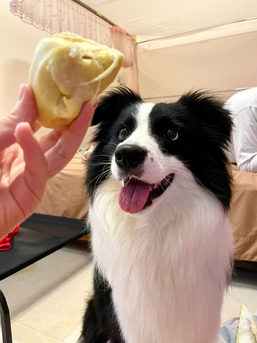 狗狗可以吃榴蓮嗎