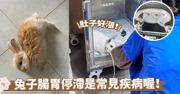兔子因食物滯留嚴重可致命！腸胃停滯的危害不容忽視，切勿錯過最佳治療黃金期