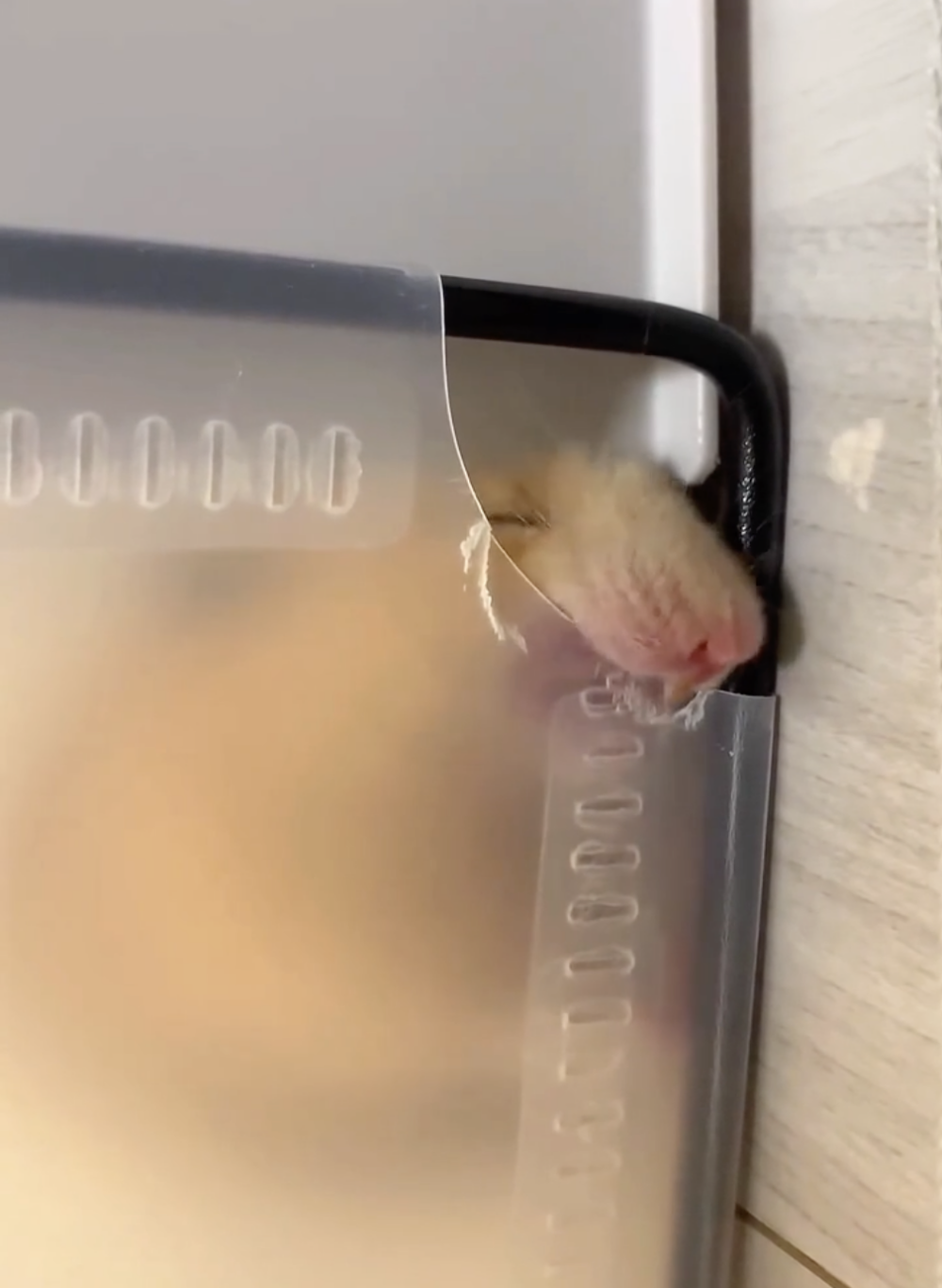 奴才：我給你買磨牙棒啊