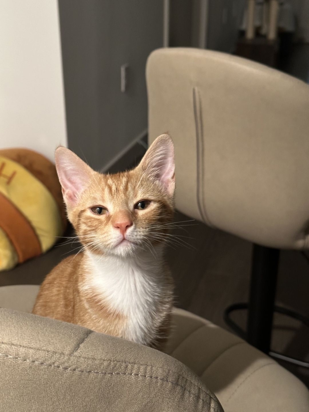 奴才：哎呀，又不是常常深夜歸家