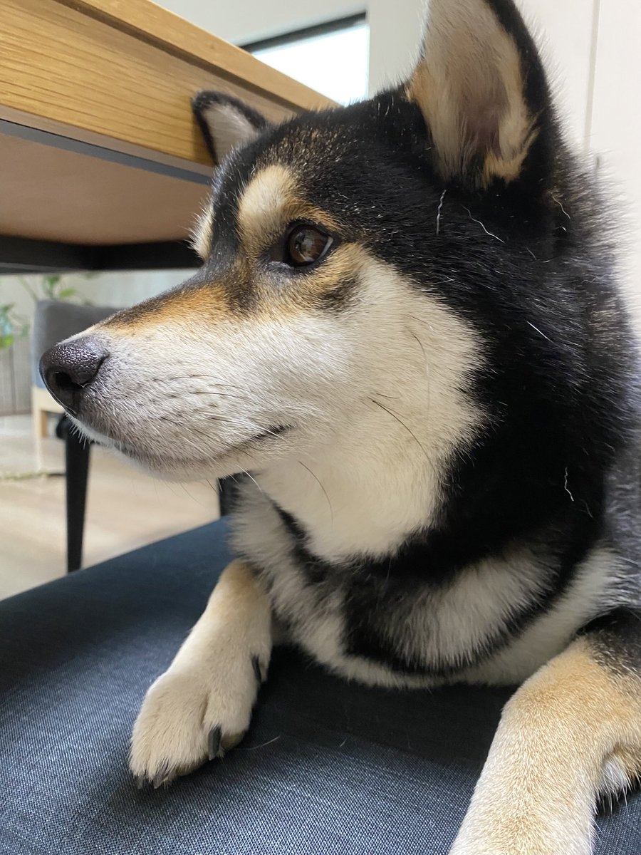 奴才：你連松果也喜歡喔