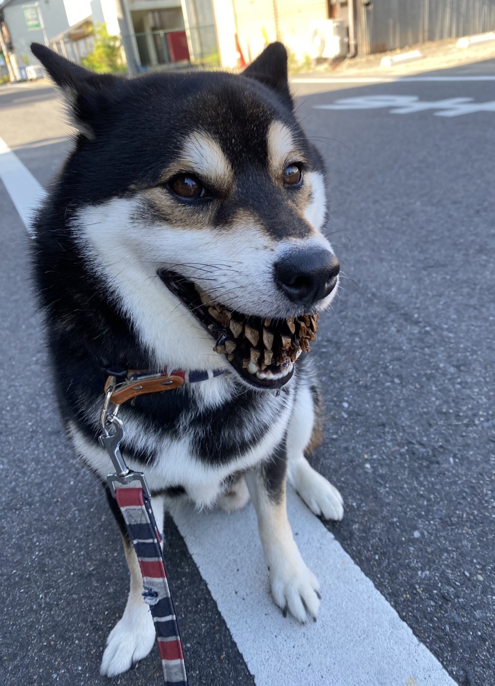 奴才：你幹嘛傻笑啦