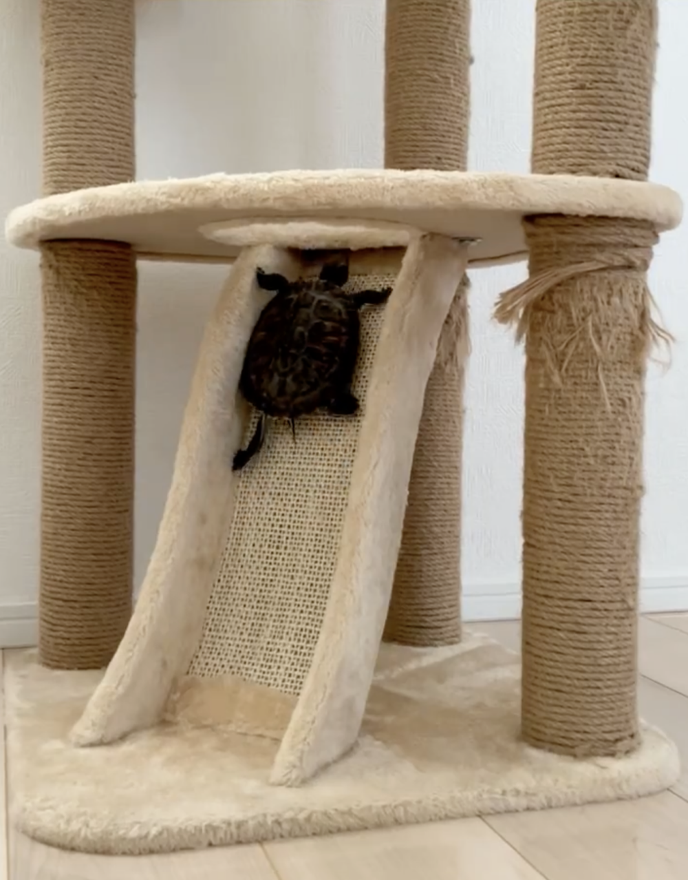 奴才：還不能問了