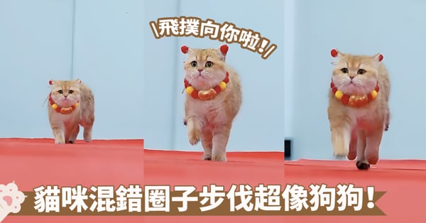 四肢似乎不太熟悉捏~貓咪走路狗裡狗氣,難到是被狗狗帶大的嗎?