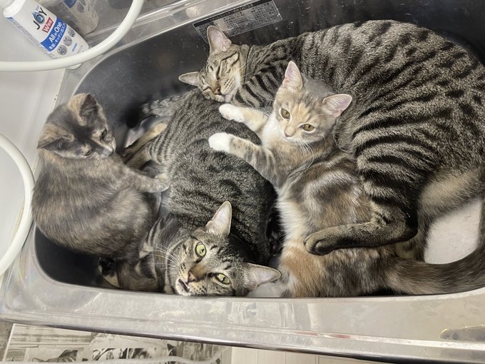 奴才：你們也太聰明了吧