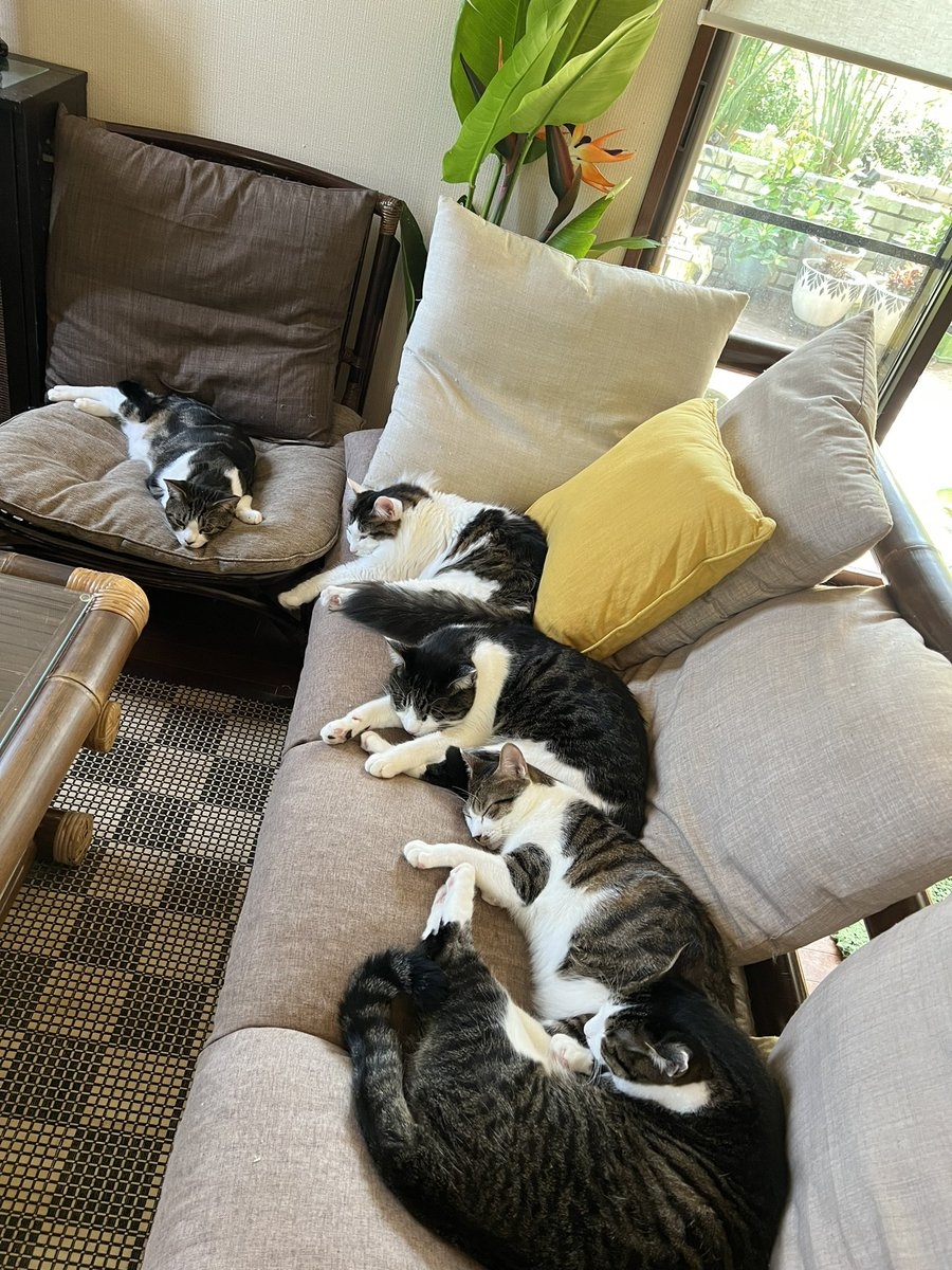 奴才：崗位都分配好了對吧？