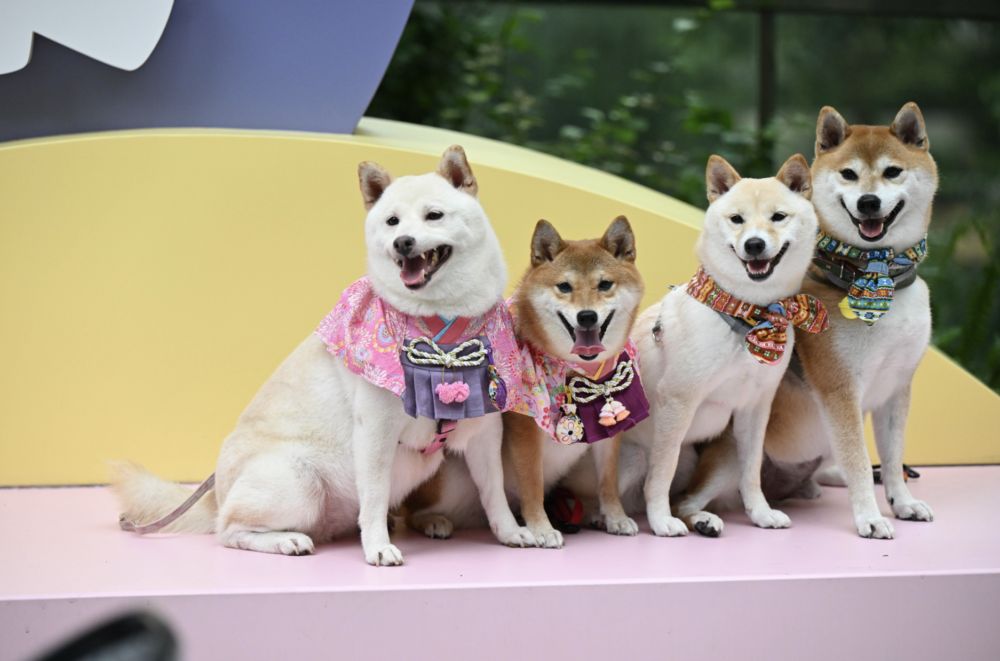 元朗YOHO Mall設有寵物公園。