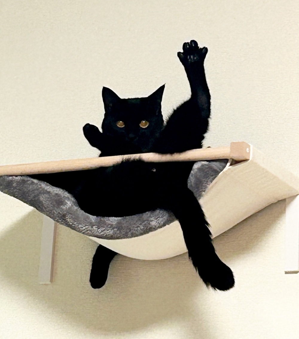 奴才:你這姿勢...