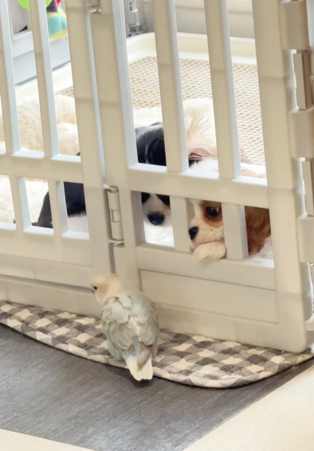 汪：一起來玩嗎？