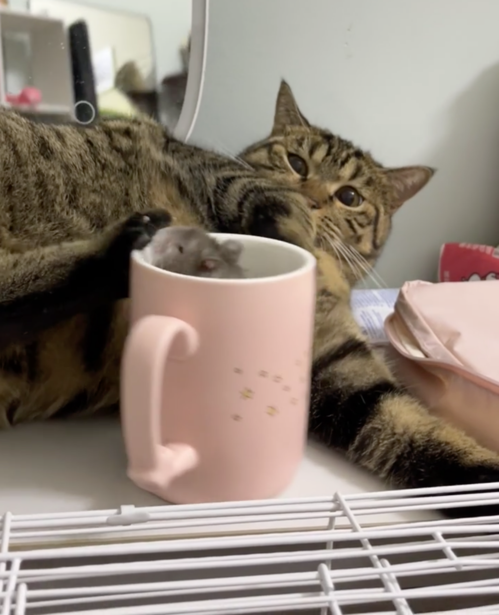 鼠：有一點點傷心