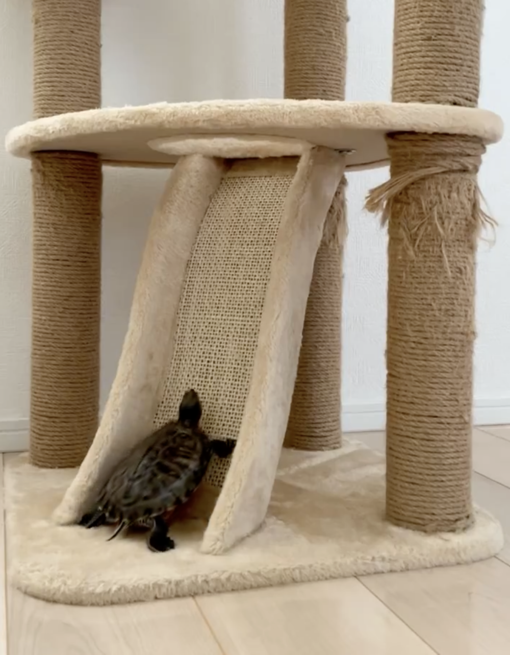 奴才：你前世是不是貓啊