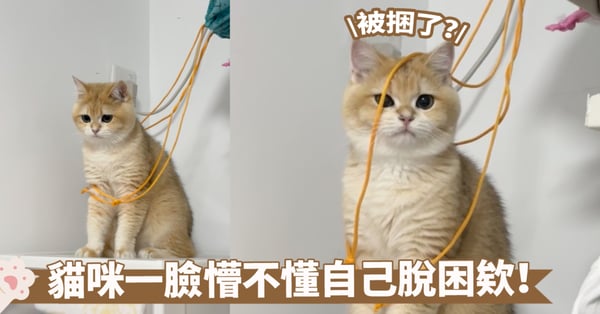 自己一個人也能玩捆綁play！貓咪懵懵懂懂不知該如何是好～網：清澈的愚蠢