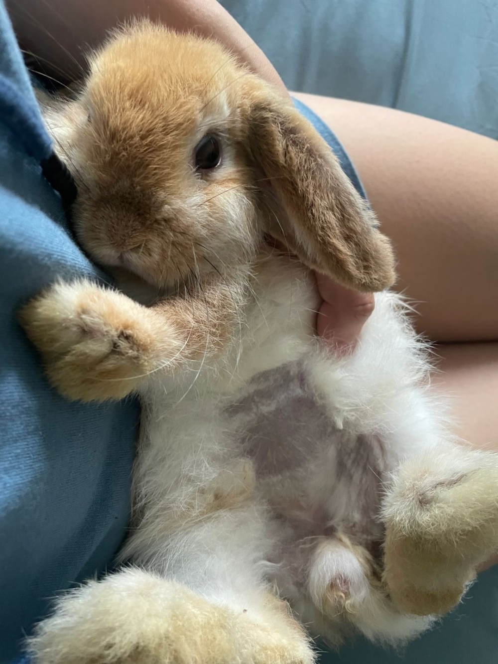 用寵物專用剃毛器剃除尿液沾染的毛髮，隨後可以塗抹抗菌軟膏