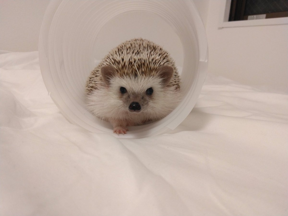 奴才：拜託拜託啦