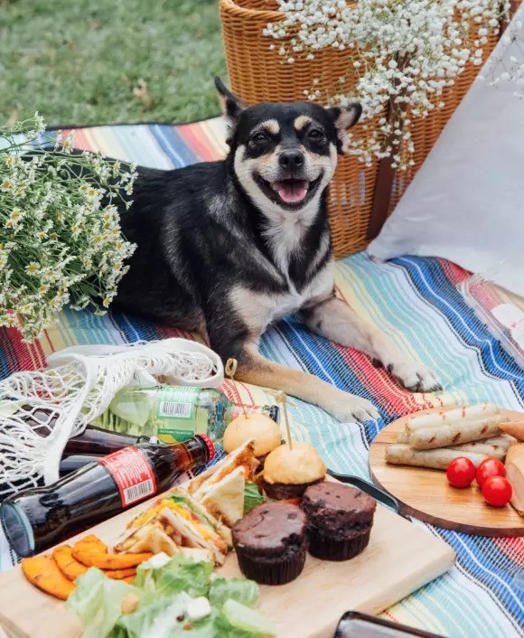 如果想帶寵物到附近的公園野餐，則須另加$850，可額外享有野餐籃及野餐墊。