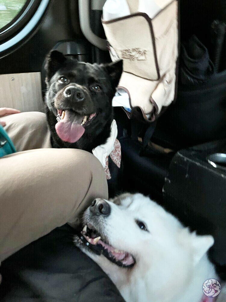 打開Call4van App落單，就可以在短時間內快速配對司機。