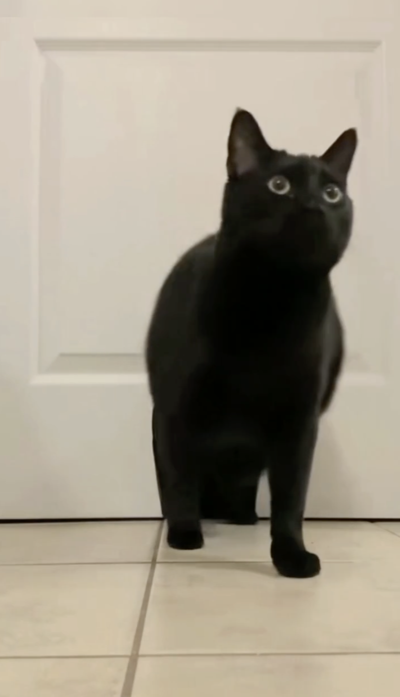 奴才：...誰信你啊