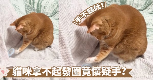 淡淡的蠢感～貓咪鉤手想學人類拿東西啦！撩撥幾下也沒覺得是自己有問題喔...