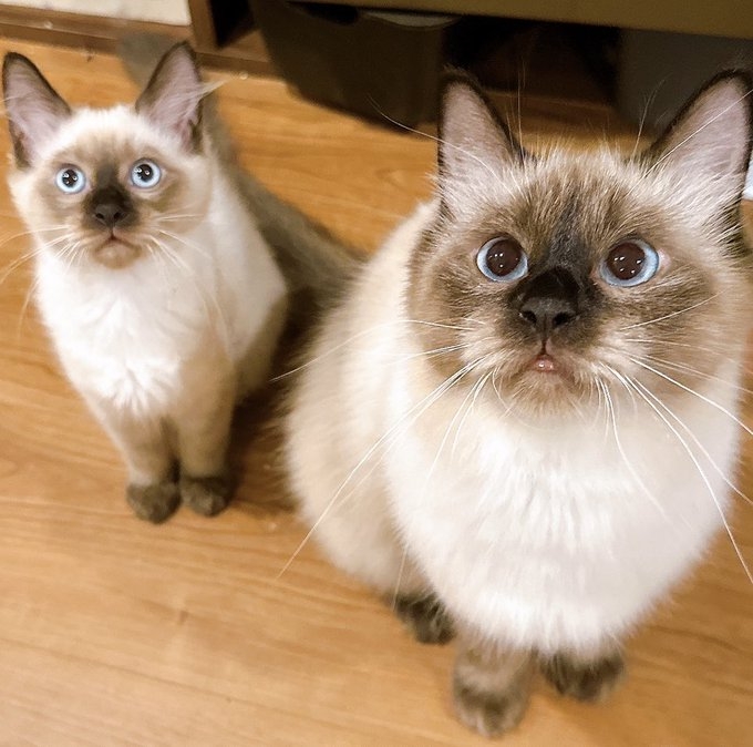 奴才：但愛吃是本性囉