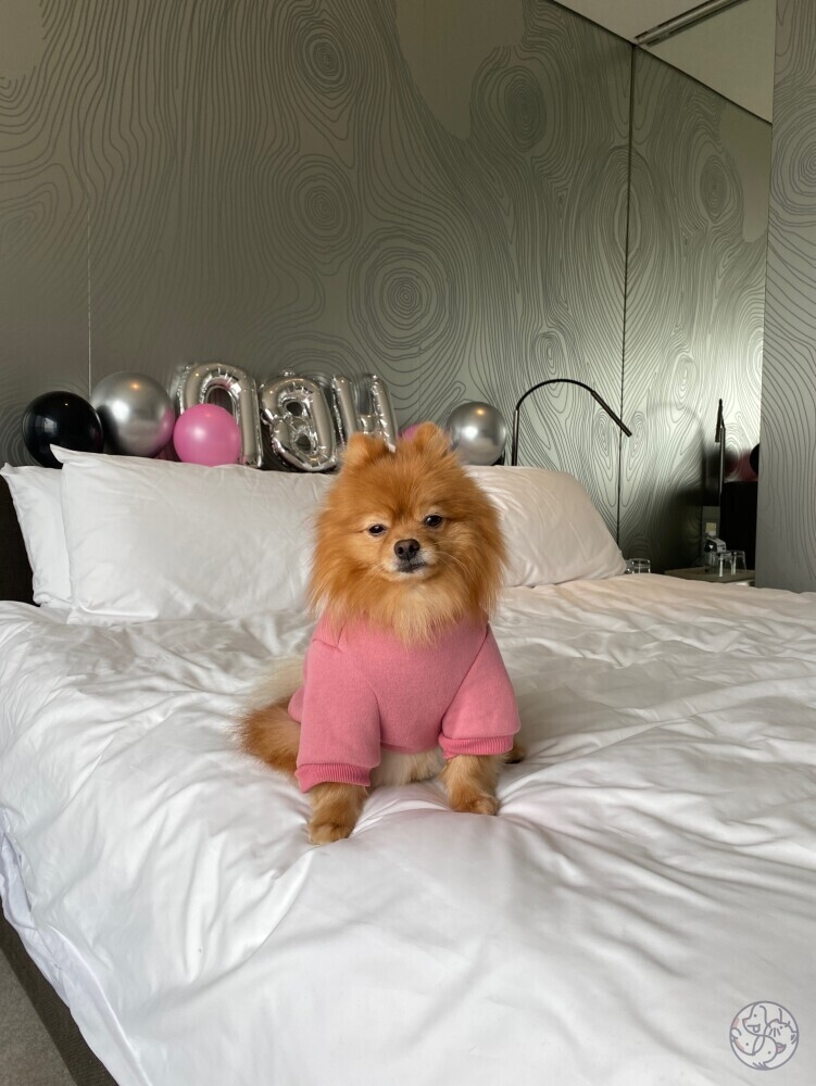 歡迎體重不超過15公斤的狗狗或貓咪入住。