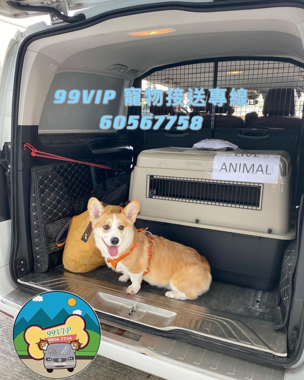 99VIP採用歐洲豪華客貨車接載，無論毛孩的體型大小都有提供服務。