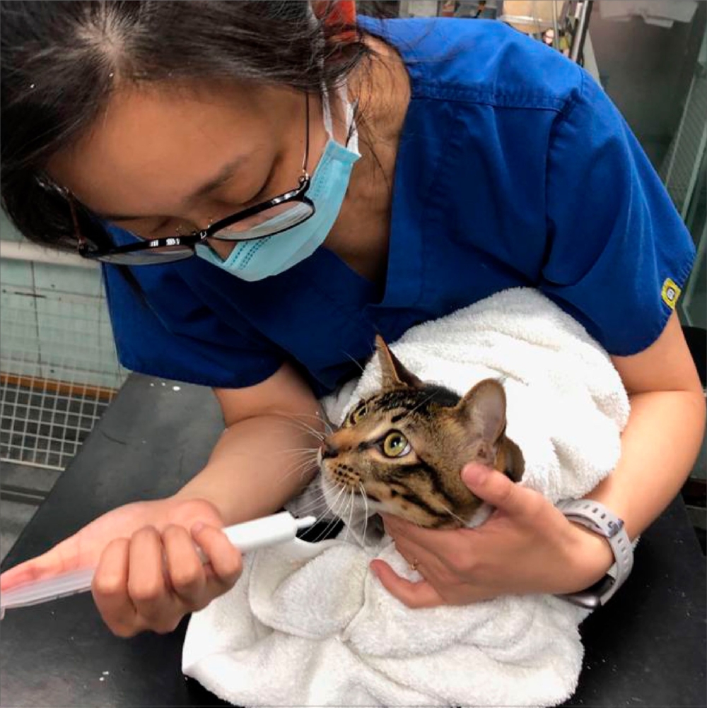 方舟動物醫院。