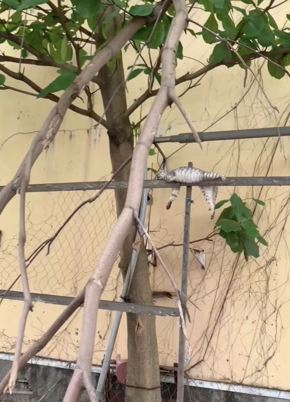 奴才：確實學不來囉