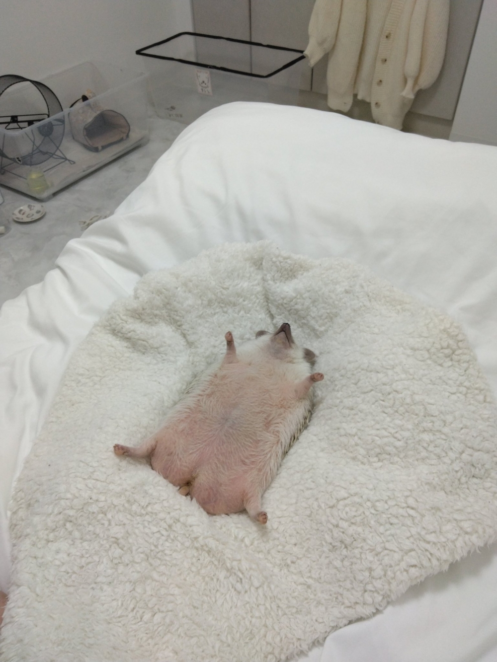 奴才：可以摸摸你了嗎？