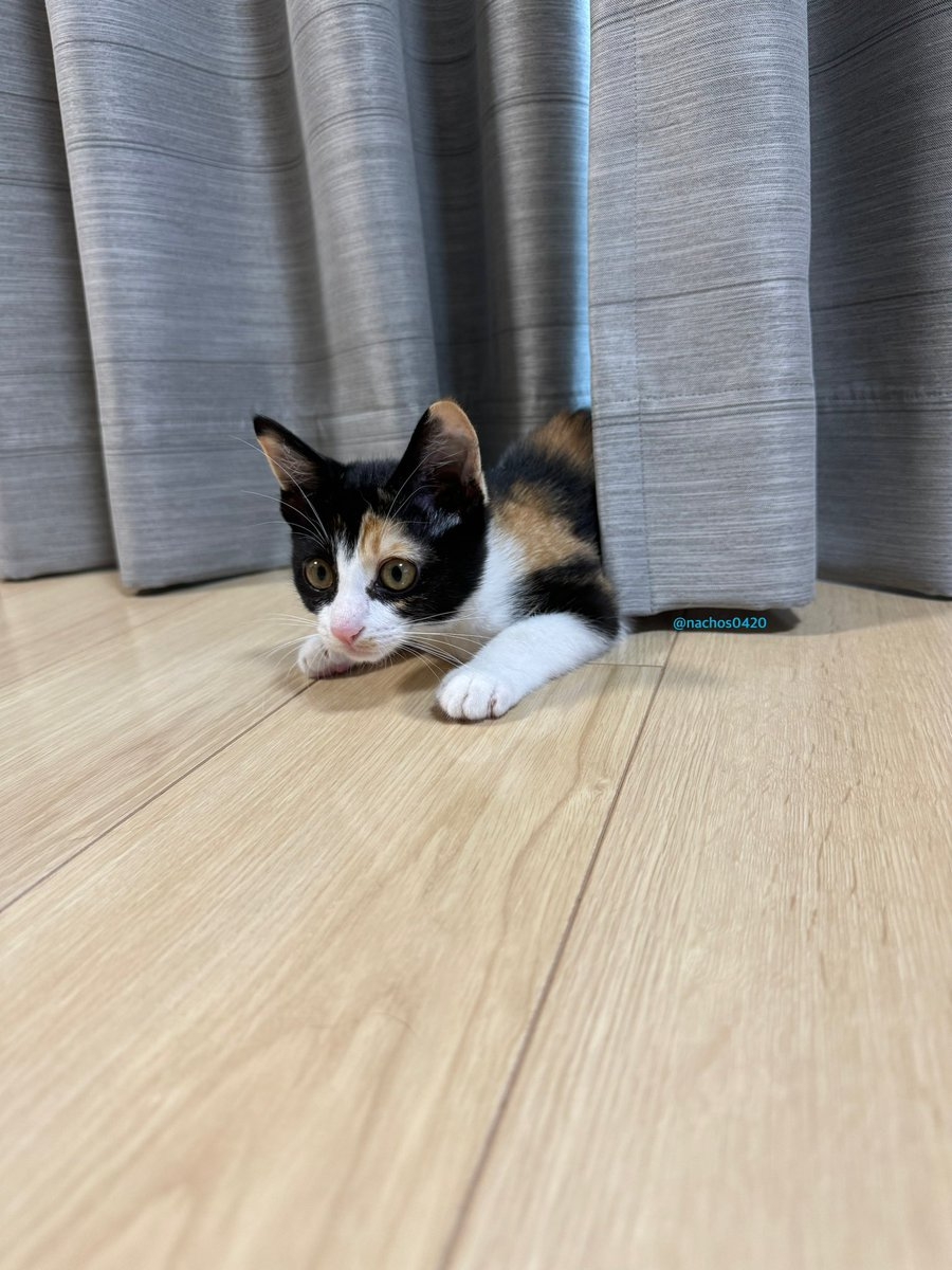 奴才：的確很專業啊