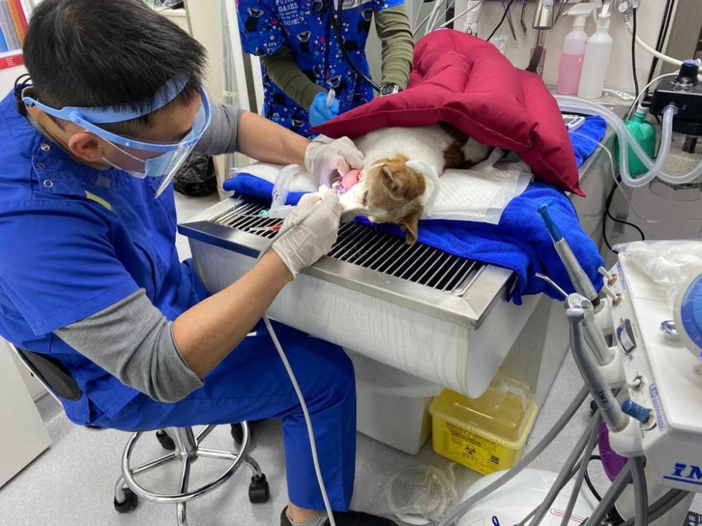 香港24小時看診的動物醫院。