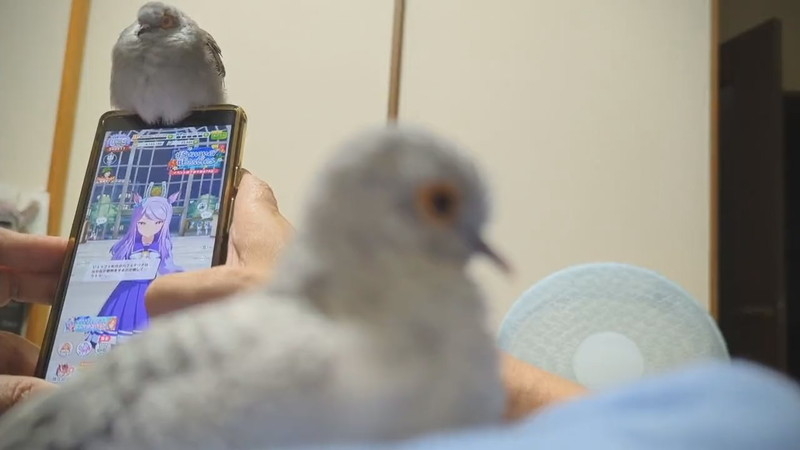 奴才：玩個遊戲而已捏