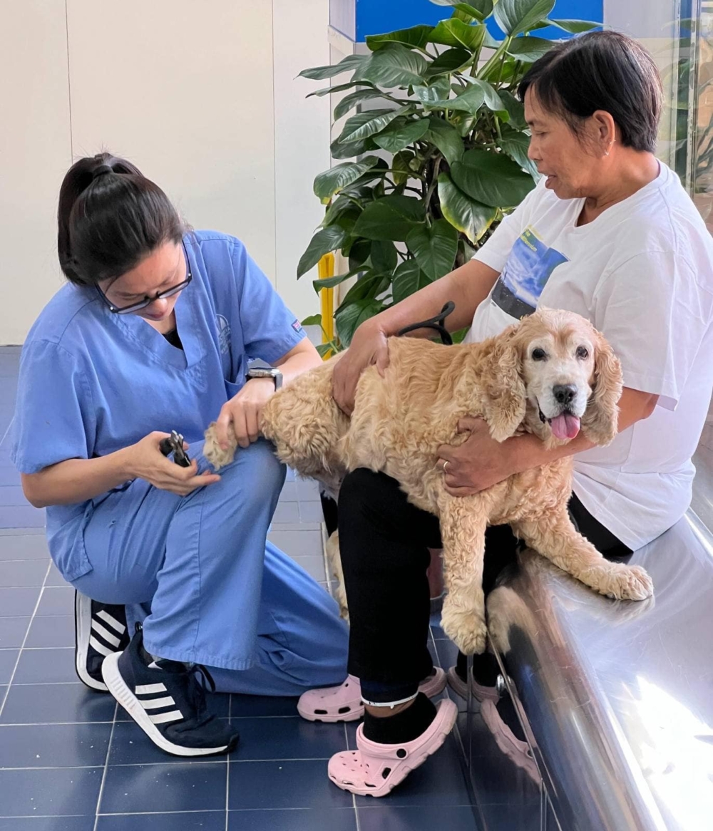 寵物急診｜全港24小時獸醫急症醫院名單一覽附收費、地址、電話