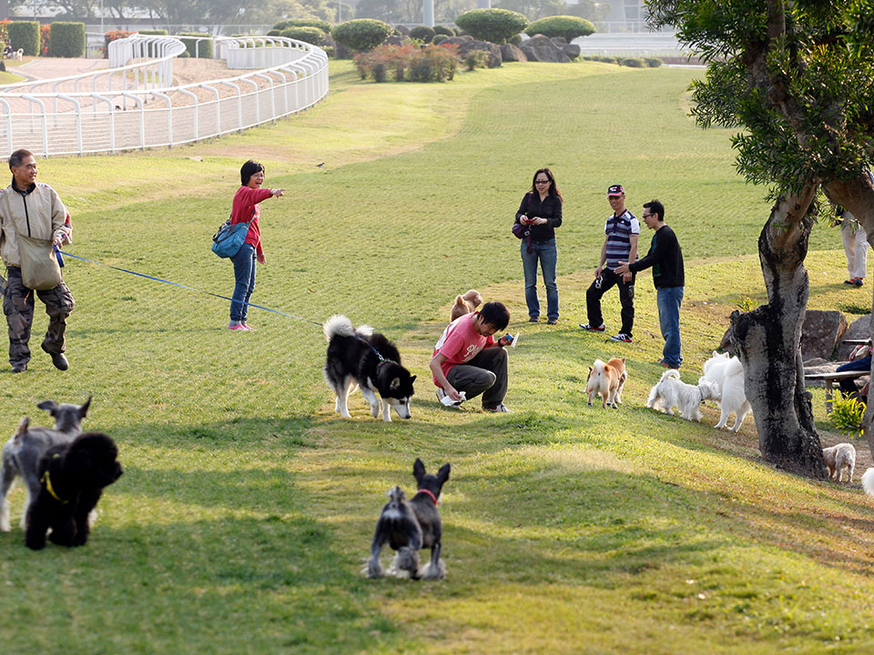 被譽為香港「狗狗界迪士尼」的彭福公園坐落在沙田馬場內。