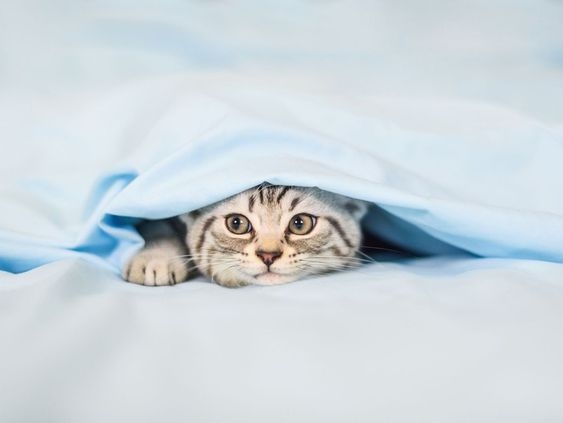 覺得自己具備成為貓咪中途的條件就不要猶豫啦!